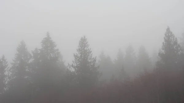 Сосновий Ліс Густому Тумані Вранці — стокове фото