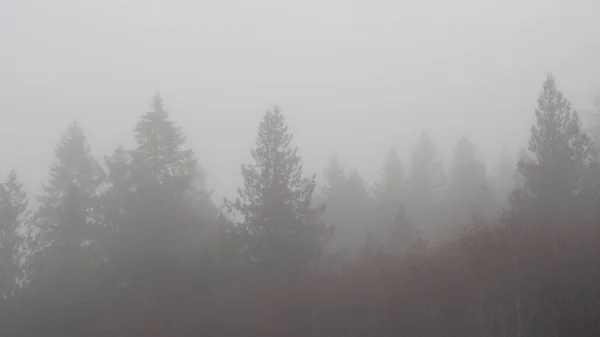 Sabahları Yoğun Siste Çam Ormanı — Stok fotoğraf