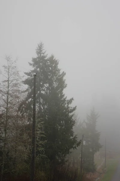 Floresta Pinheiro Nevoeiro Denso Manhã — Fotografia de Stock