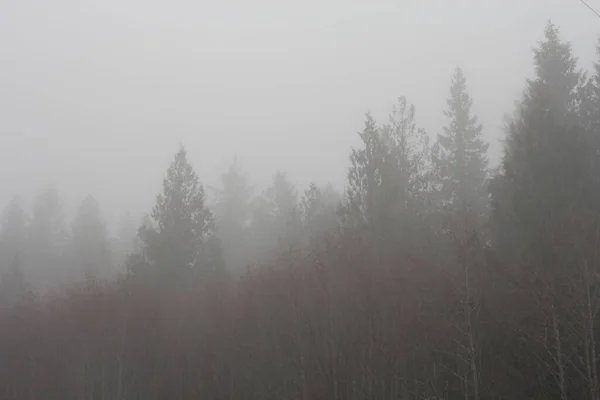 Kiefernwald Dichten Nebel Morgen — Stockfoto