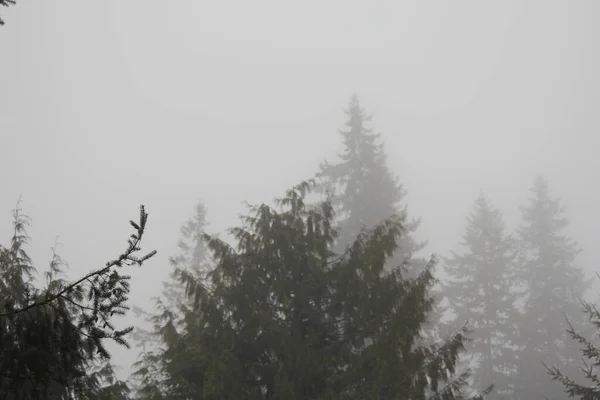 Dennenbos Dichte Mist Ochtend — Stockfoto