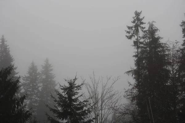 Fenyőerdő Sűrű Ködben Reggel — Stock Fotó