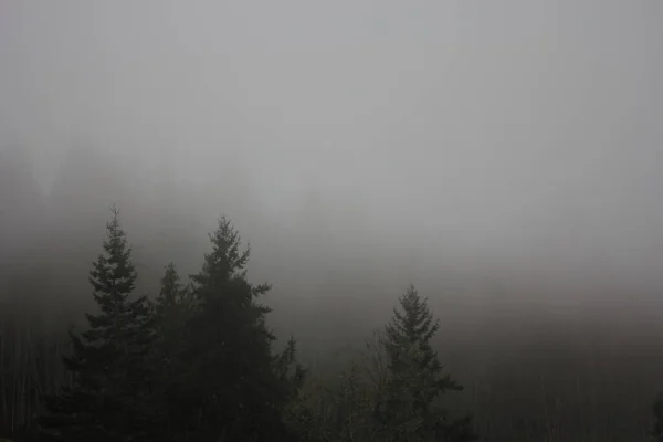 Багато Ранкових Туманів Сонячного Світла Тайзькому Дощовому Лісі Багатьма Соснами — стокове фото