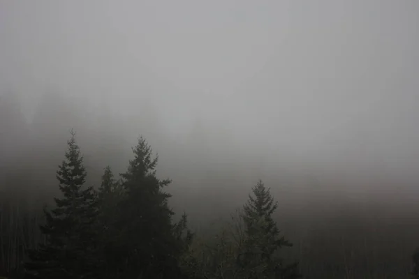 Vele Ochtendnevels Zonder Zonlicht Het Taiga Regenwoud Met Veel Dennen — Stockfoto