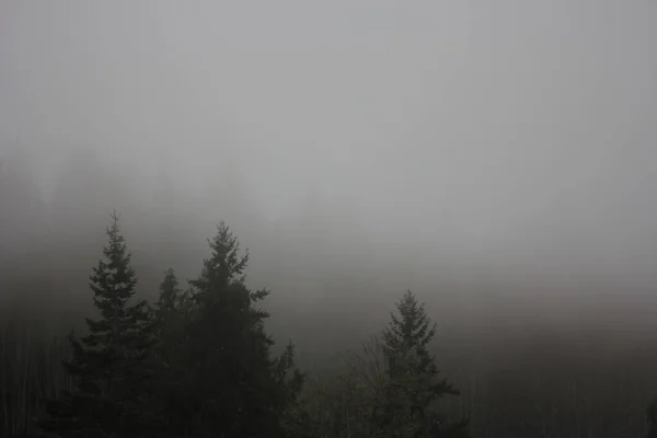 Багато Ранкових Туманів Сонячного Світла Тайзькому Дощовому Лісі Багатьма Соснами — стокове фото