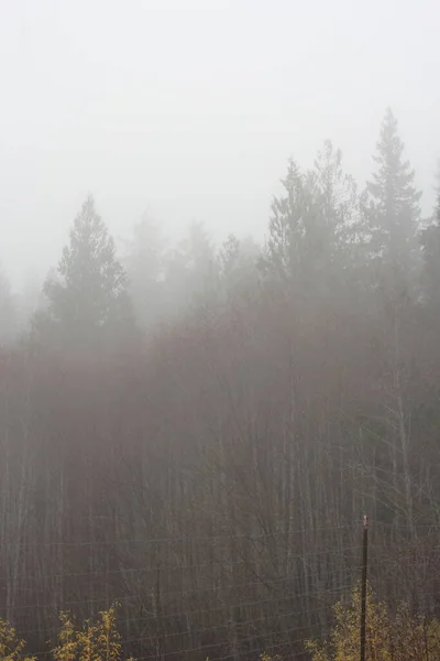 Floresta Pinheiro Nevoeiro Denso Manhã — Fotografia de Stock