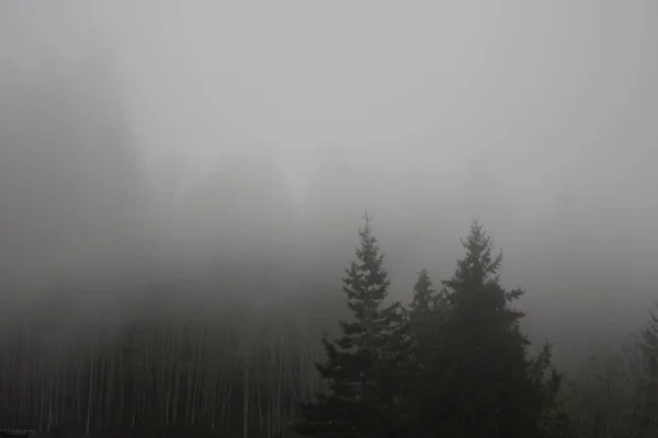 Vele Ochtendnevels Zonder Zonlicht Het Taiga Regenwoud Met Veel Dennen — Stockfoto