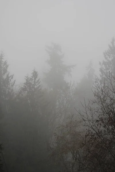 Kiefernwald Dichten Nebel Morgen — Stockfoto