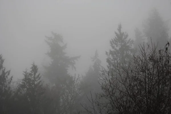 Pineta Nella Fitta Nebbia Mattino — Foto Stock
