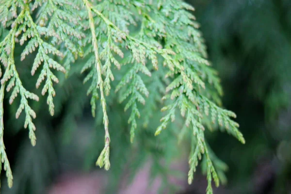 Close Photo Green Pine Leaves Blurred Background — Stock Photo, Image