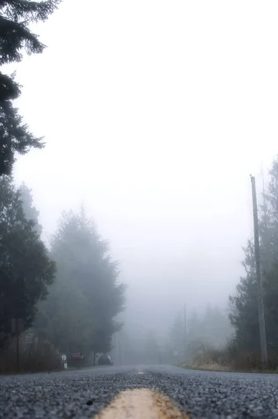 Einsame Straße Amerika Einem Nebligen Morgen Mit Kiefern Auf Beiden — Stockfoto
