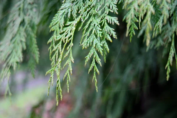 背景がぼやけている緑の松の葉のクローズアップ写真 — ストック写真