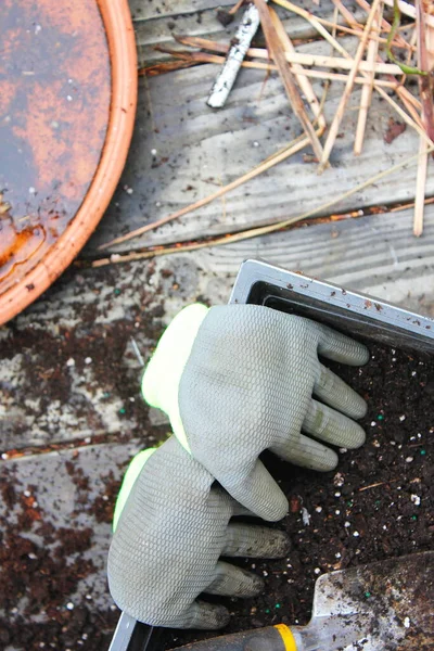 Panelas Plantas Com Solo Preparado Para Plantio Luvas Picles Colocados — Fotografia de Stock