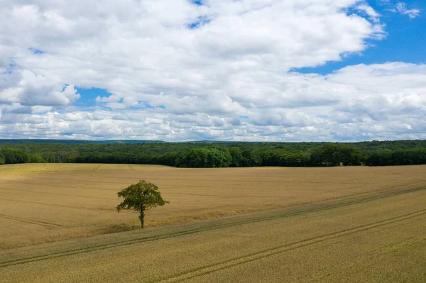 这张风景画是夏天在欧洲 勃艮第 涅弗拍摄的 我们看到了法国乡村 阳光下的麦田里有一棵树 — 图库照片