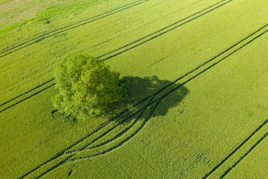 Bu manzara fotoğrafı Avrupa 'da, Fransa' da, Isere 'de, Alpler' de, yazın çekildi. Yeşil buğday tarlalarının ortasında, güneşin altında bir ağaç görüyoruz..