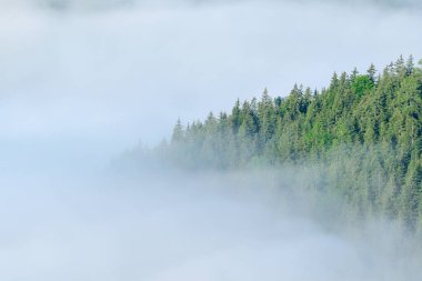 Bu manzara fotoğrafı Avrupa 'da, Fransa' da, Alpler 'de, yazın Chamonix' e doğru çekildi. Mont Blanc kalabalığının içinde, ormanın üzerindeki sisi görebiliyoruz, güneşin altında..