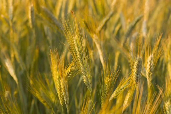 Dieses Landschaftsbild Wurde Sommer Europa Frankreich Isere Den Alpen Aufgenommen — Stockfoto