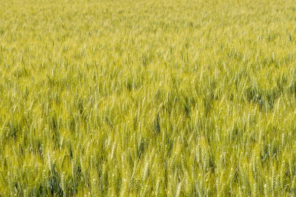 Deze Landschapsfoto Genomen Europa Frankrijk Isere Alpen Zomer Zien Oren — Stockfoto