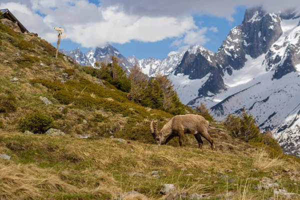 Landscape Photo Taken Europe France Alps Chamonix Summer See Ibex Royalty Free Stock Images