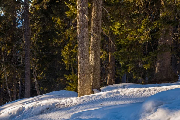 Bu manzara fotoğrafı Avrupa 'da, Fransa' da, Rhone Alpes 'te, Savoie' de, Alpler 'de, kışın çekildi. Alplerdeki ormanları ve güneşin altındaki yürüyüş yollarını görüyoruz..
