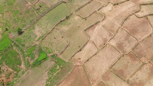 Buffaloes Dry Arid Rice Fields Asia Laos Khammouane Thakek Sunny — Stock Video