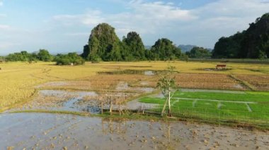 Güneşli bir günde yeşil çeltik tarlasında Thakek 'e doğru, Asya, Laos, Khammouane kırsallarıyla çevrili bir ağaç..