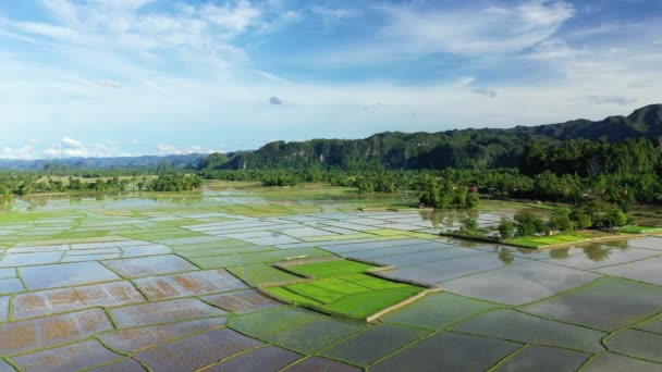 Une Rizière Nourrissante Milieu Campagne Des Montagnes Asie Laos Khammouane — Video