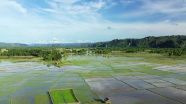 Güneşli bir günde, dağların ortasındaki sularda pirinç tarlaları ve Asya 'daki ormanlarda Laos, Khammouane, Thakek' e doğru..