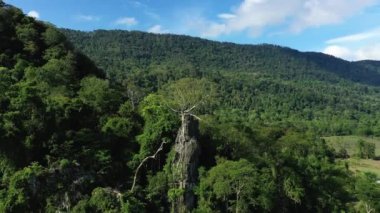 Yeşil pirinç tarlaları ve ateş ormanlarının ortasında, Asya 'da, Filipinler' de, Ifugao 'da, Luzon' da, Banaue 'ye doğru, Bontoc ve Sagada' da, güneşli bir günde,.