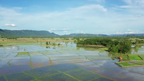 Les Rizières Aquatiques Campagne Laotienne Pied Des Montagnes Asie Laos — Video