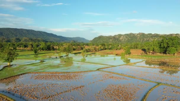 在阳光明媚的夏日 菲律宾 伊富高 在晨雾中的青山中 稻田向巴瑙 邦托克和萨加达飞去 — 图库视频影像