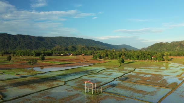 Πράσινες Βεράντες Ρυζιού Στη Μέση Των Βουνών Στην Ασία Φιλιππίνες — Αρχείο Βίντεο