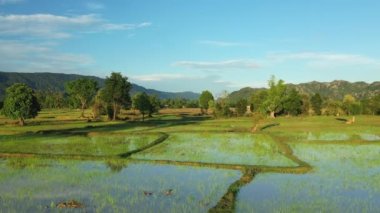 Yeşil pirinç tarlaları ve ateş ormanlarının ortasında, Asya 'da, Filipinler' de, Ifugao 'da, Luzon' da, Banaue 'ye doğru, Bontoc ve Sagada' da, güneşli bir günde,.