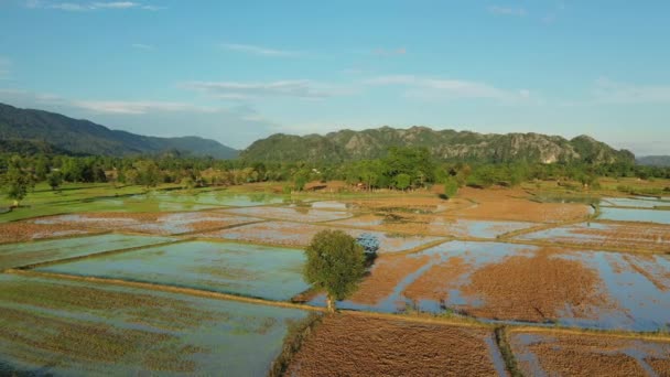 阳光灿烂的一天 菲律宾 伊富高 吕宋的高山中央 向巴瑙 邦托克和萨加达方向的绿色稻田 — 图库视频影像