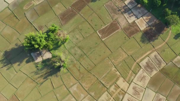 Рисовые Поля Некоторые Деревья Зеленой Сельской Местности Азии Лаосе Кхаммуане — стоковое видео
