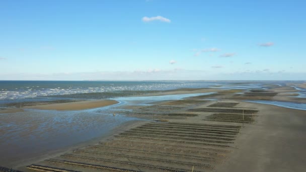 해변의 프랑스 노르망디의 굴밭은 — 비디오
