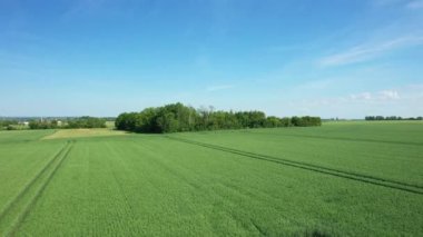 Güneşli bir yaz günü, Panglao yakınlarında, Asya, Filipinler, Bohol Adası ve kumlu plajın kıyısına demirleyen kayıklar ve yeşil palmiye ağaçları..
