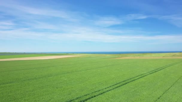 Campo Cebada Las Orillas Del Mar Del Canal Europa Francia — Vídeo de stock