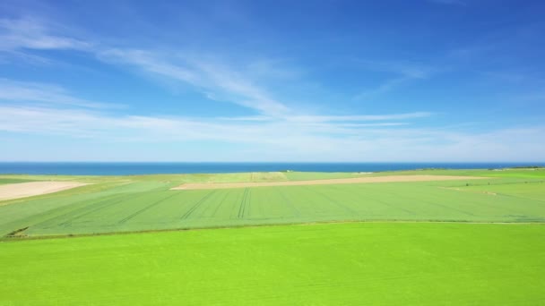 Flax Barley Fields Channel Sea Europe France Normandy Deauville Summer — Stock Video