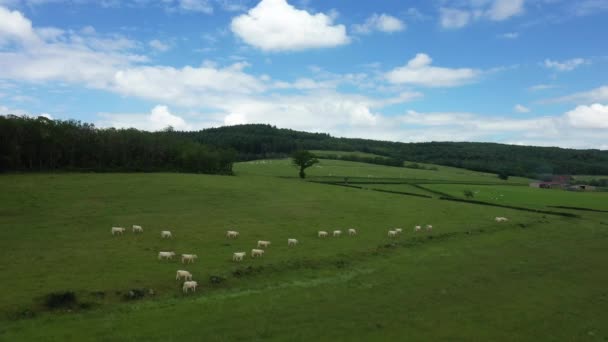 夏天阳光明媚的一天 勃艮第 莫万的法国乡村中央的奶牛 — 图库视频影像