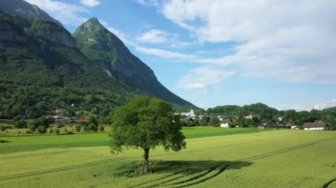 Kırsalın ortasında bir ağaç ve güneşli bir yaz gününde Avrupa, Fransa, Isere, Alpler 'de yeşil dağlar..