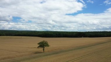 Yazın güneşli bir günde Avrupa, Fransa, Burgundy ve Nievre 'de hasat sonrası Fransız kırsalının ortasında yalnız bir ağaç..