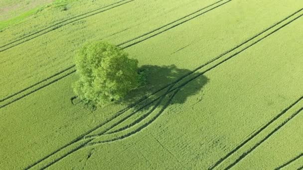 Albero Mezzo Campi Grano Nella Campagna Alpina Europa Francia Isere — Video Stock