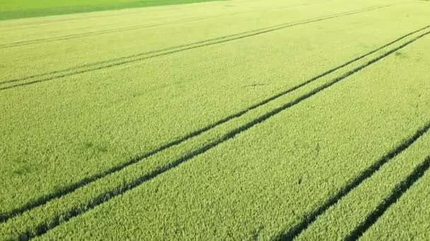 Campos Trigo Cebada Medio Campiña Francesa Europa Francia Isere Los — Vídeo de stock