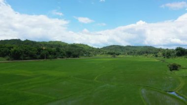 Yazın, güneşli bir günde, Vientiane ve Luang Prabang arasında, Asya 'daki dağların ortasındaki yemyeşil pirinç tarlalarından bir nehir akar..