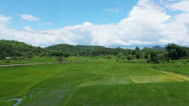 The lush green rice fields in the middle of the countryside in Asia, Laos, between Vientiane and Luang Prabang, in summer on a sunny day.