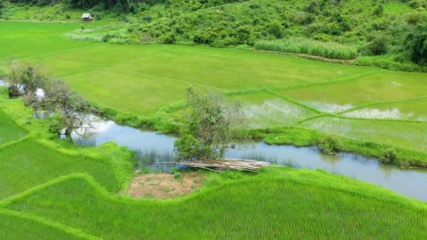 Река Посреди Водных Рисовых Полей Азии Лаос Между Вьентьяном Луанг — стоковое видео