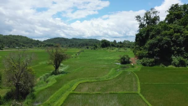 Campo Risaie Acqua Margini Una Foresta Verde Asia Laos Tra — Video Stock