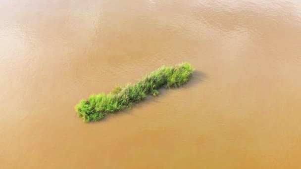 Arbusti Solitari Nel Fiume Mekong Asia Laos Luang Prabang Estate — Video Stock