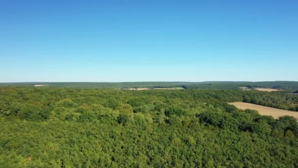 Zöld Erdő Francia Vidéken Európában Franciaországban Burgundia Nievre Nyáron Egy — Stock videók